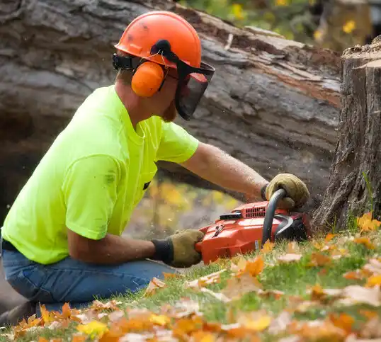 tree services Gilbert